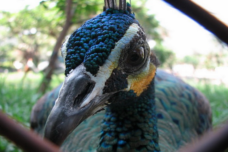 Thailand, Bangkok, Dusit Zoo